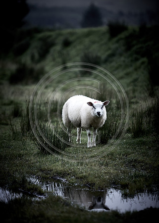 Lone sheep in Scotland.