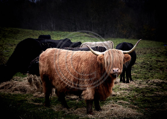 Highland Cow, Ayrshire, Scotland.